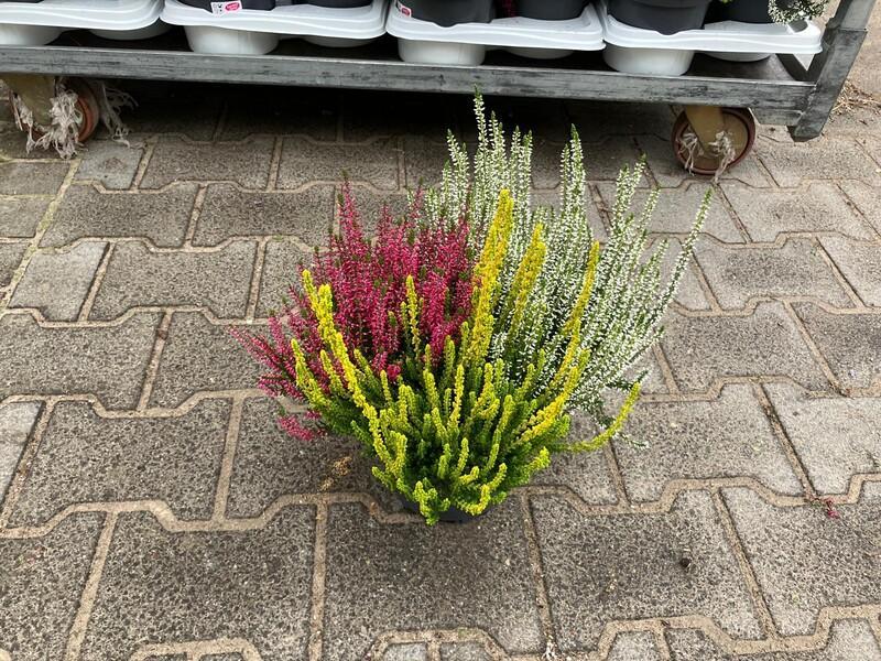 Calluna Beauty Lady Trio