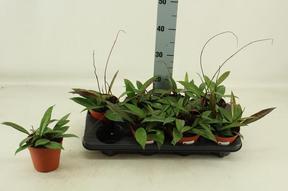 Hoya carnosa 