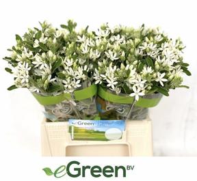 Oxypetalum white