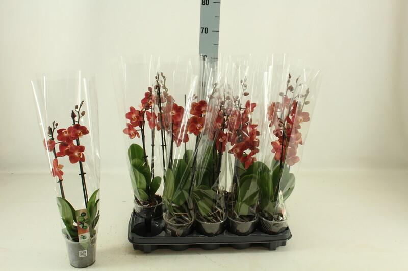 Phalaenopsis orange 2tak 16+
