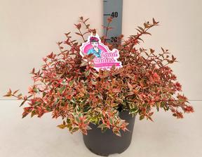 Abelia Pink Lady