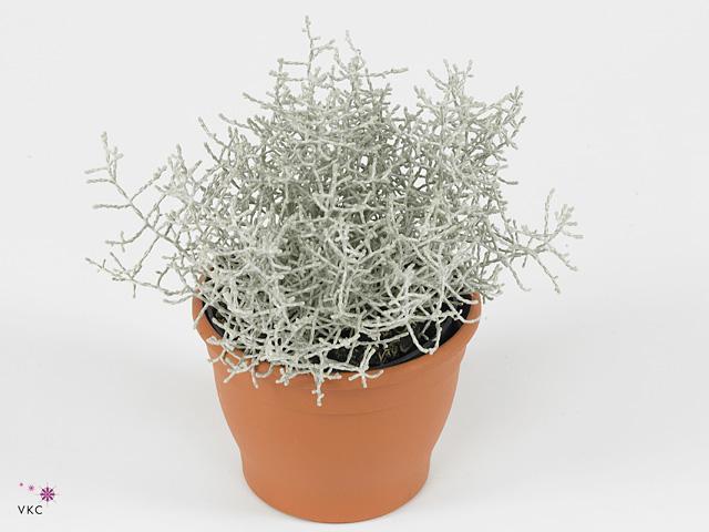 Calocephalus + muehlenbeckia