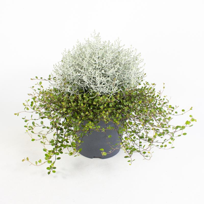 Calocephalus + muehlenbeckia