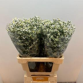 Limonium china white