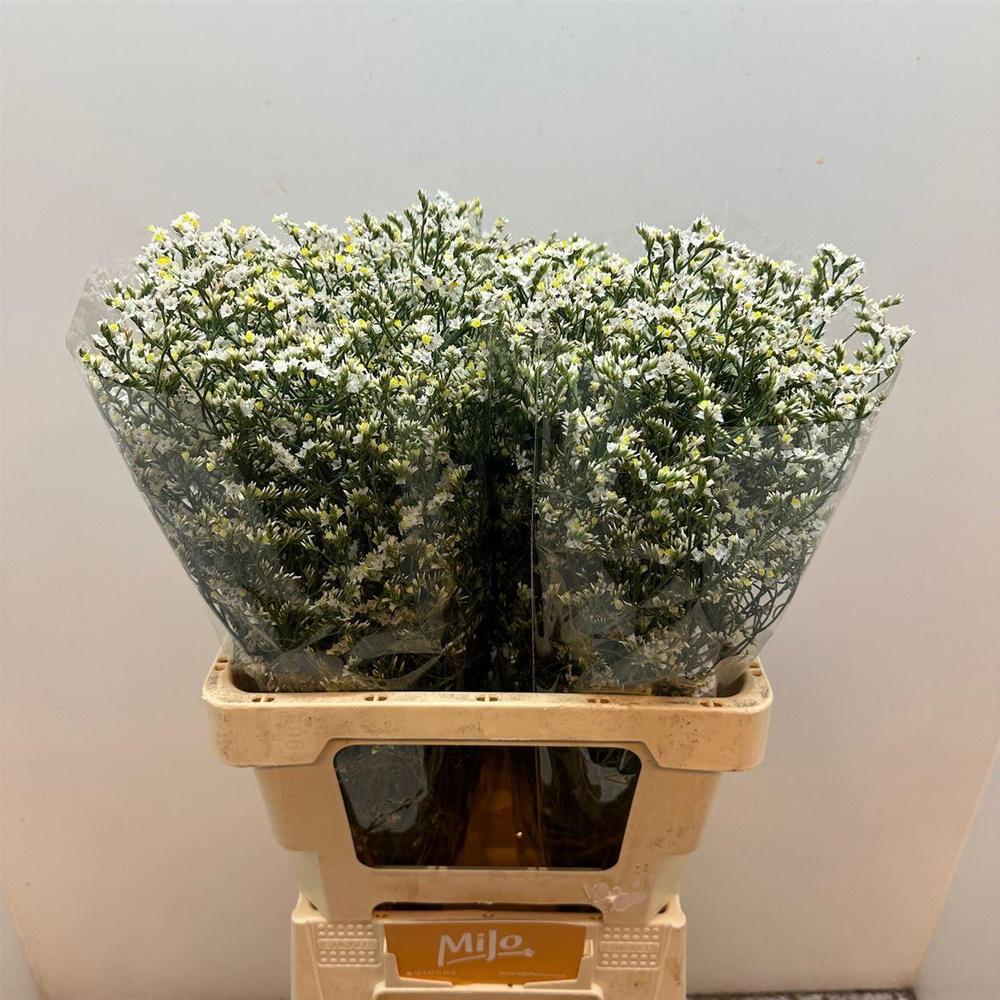 Limonium china white
