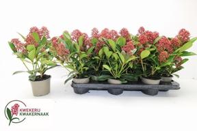 Skimmia jap. Rubella 4+