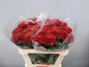 Chrys gp bigoudi red