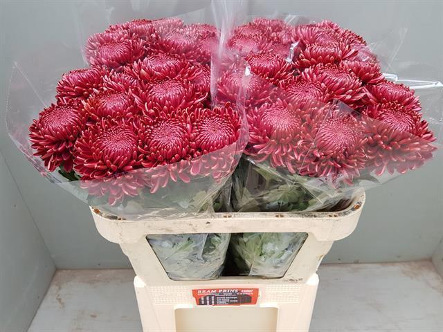 Chrys gp bigoudi red