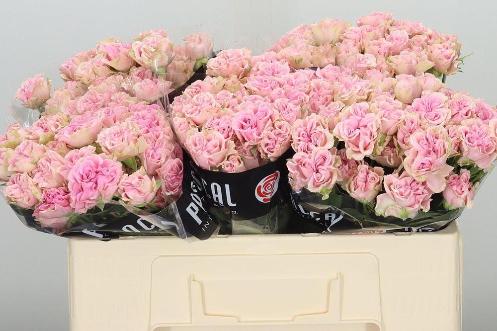 Rosa tr sweet flow