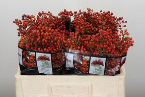 Rosa bottel rosefruits