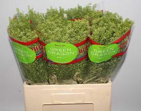 Thlaspi green dragon