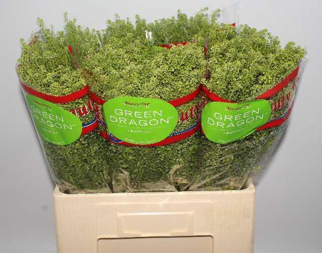 Thlaspi green dragon