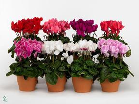 Cyclamen CZ