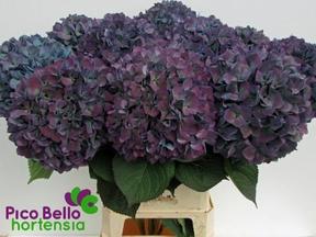 Hydrangea pimpernel classic