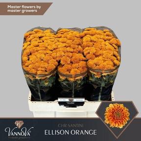 Chrys sa ellison orange