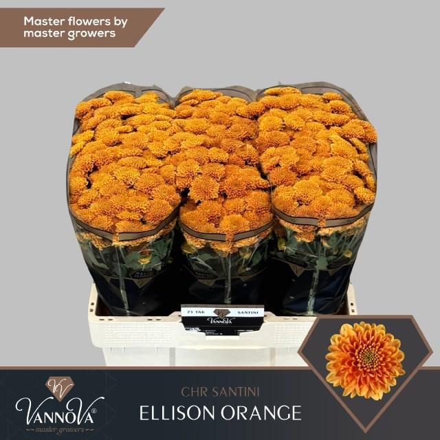 Chrys sa ellison orange