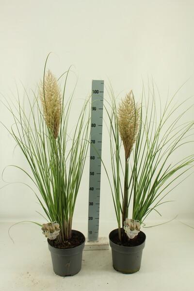 Cortaderia selloana