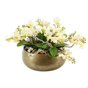 Phalaenopsis keramika