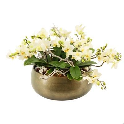 Phalaenopsis keramika