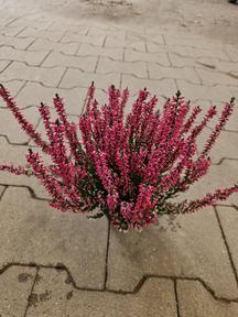 Calluna Beauty Lady mix