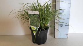 Carex morrowii Variegata