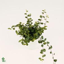 Muehlenbeckia Pink Camouflage