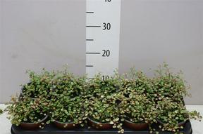 Muehlenbeckia Pink Camouflage