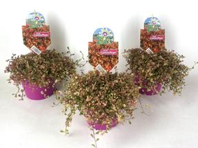 Muehlenbeckia Pink Camouflage