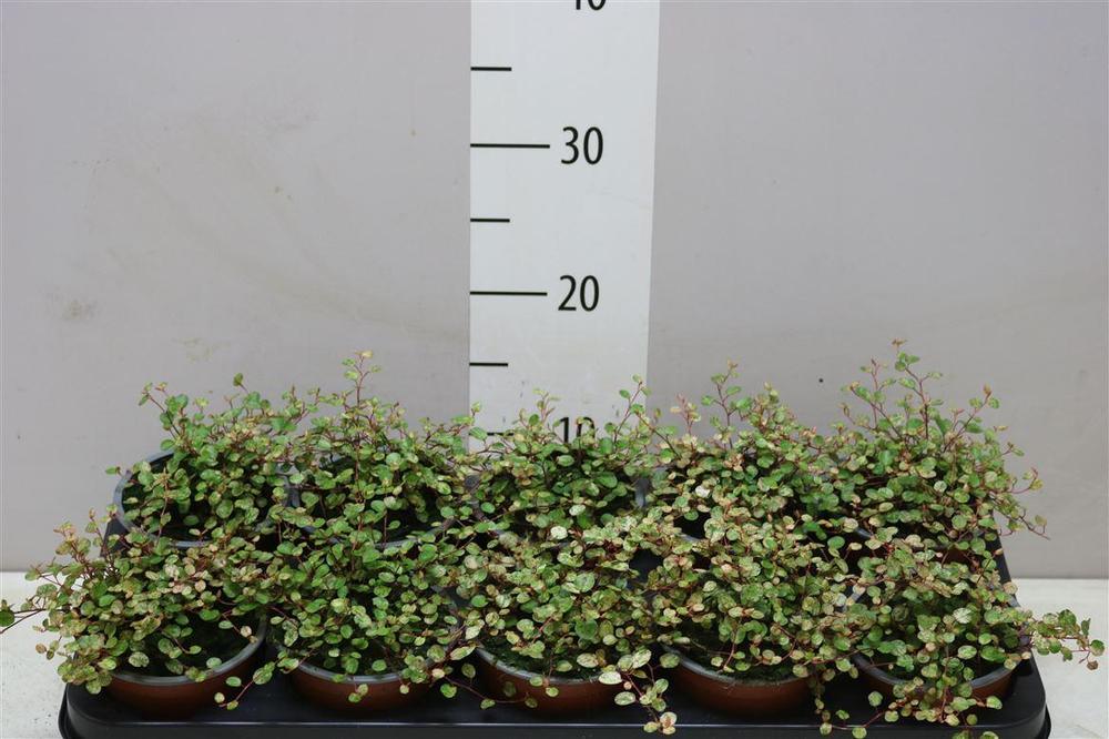 Muehlenbeckia Pink Camouflage