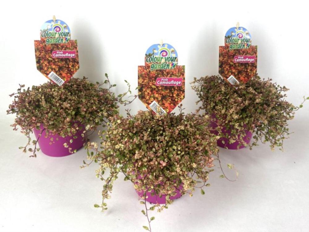 Muehlenbeckia Pink Camouflage
