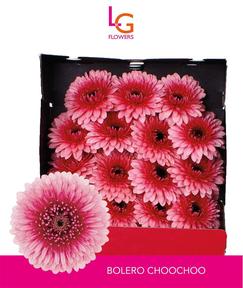 Germini plastic pomponi choochoo