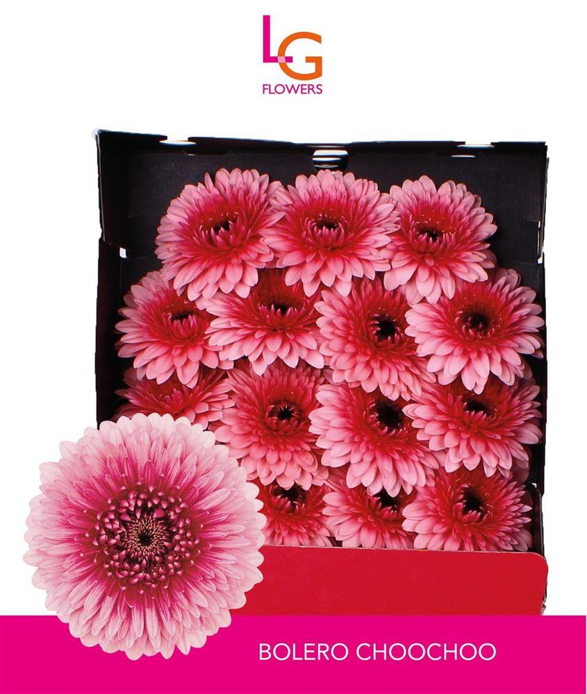 Germini plastic pomponi choochoo