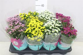 Chrysanthemum Madiba mix