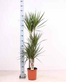 Dracaena marg. 60-30-15