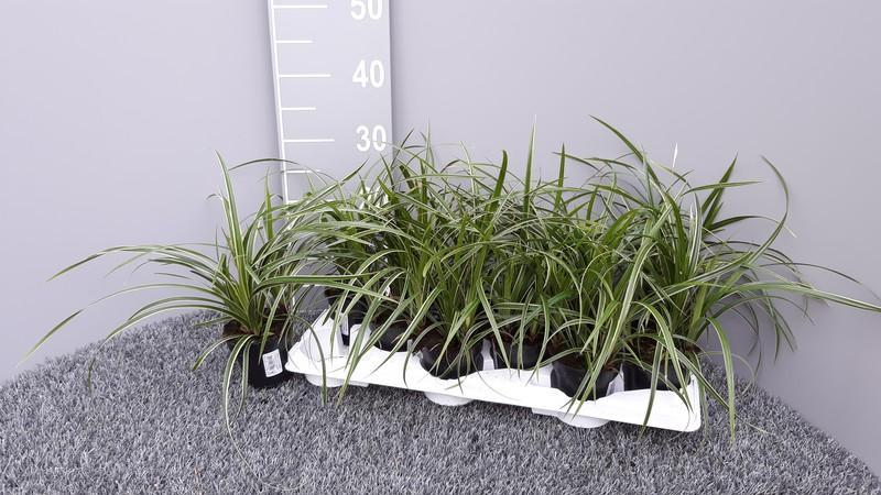 Carex morrowii Ice Dance