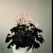 Oxalis Odalia Ophelia