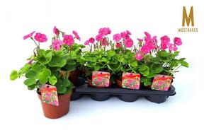 Oxalis Odalia Ophelia
