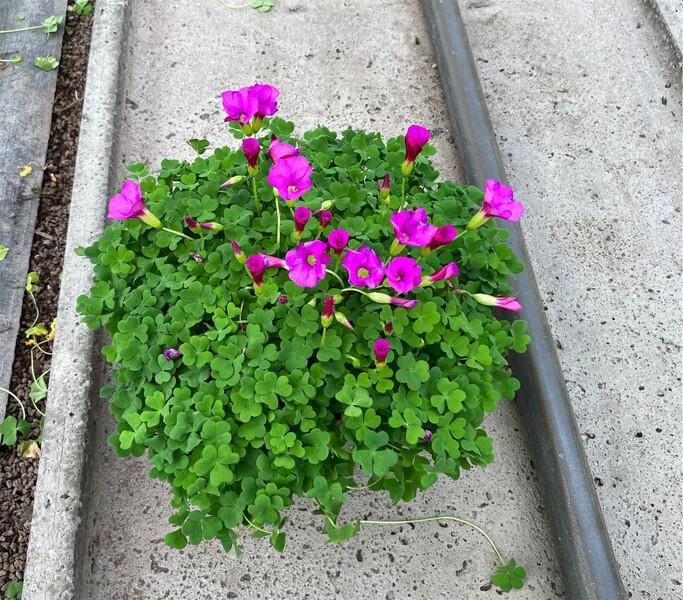 Oxalis Odalia Ophelia