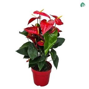 Anthurium andr. Red Victory 1+