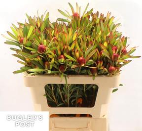 Leucadendron cherry pearl