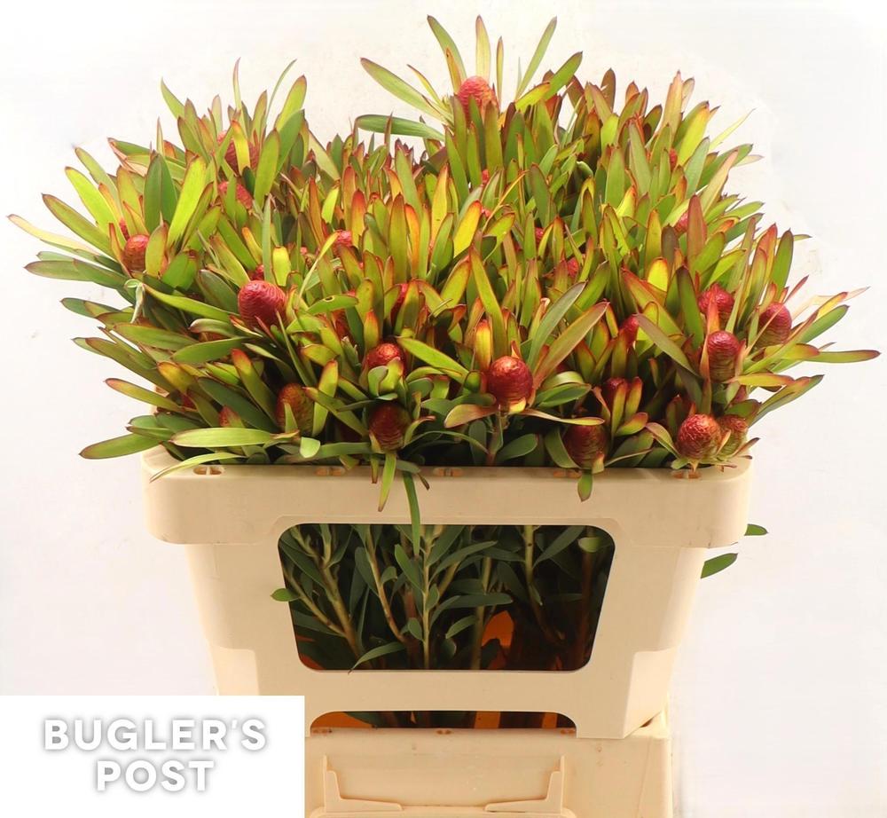 Leucadendron cherry pearl