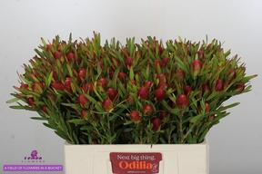 Leucadendron cherry pearl spray