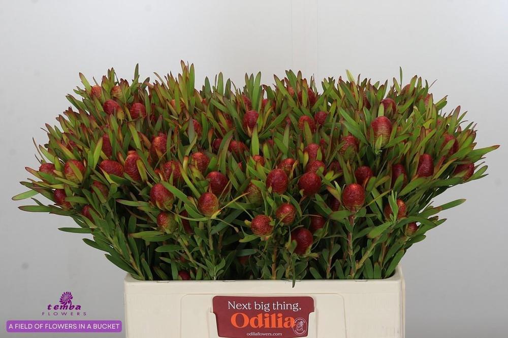 Leucadendron cherry pearl spray