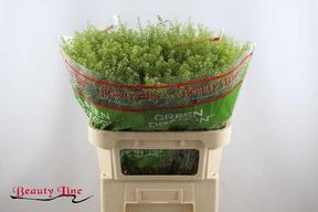 Thlaspi green dragon - COL