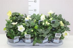 Helleborus Christmas Carol