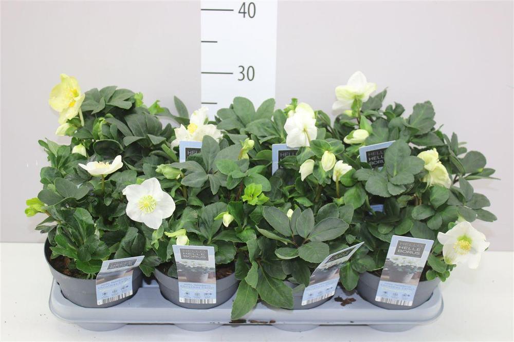 Helleborus Christmas Carol