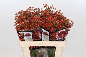 Rosa bottel rosefruits