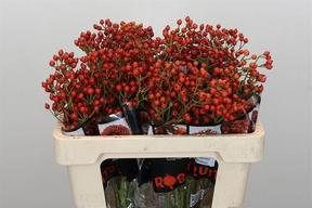 Rosa bottel rosefruits