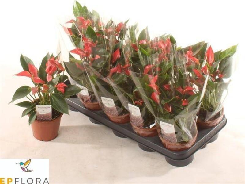 Anthurium Million Flowers red 20+