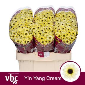 Chrys sa ying yang cream